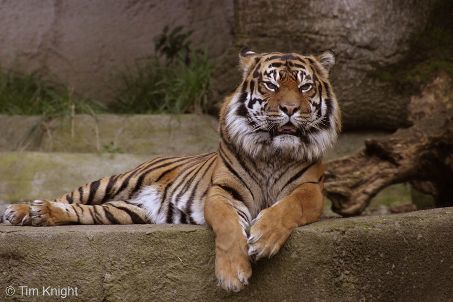 sumatrantigermale02tfk.jpg