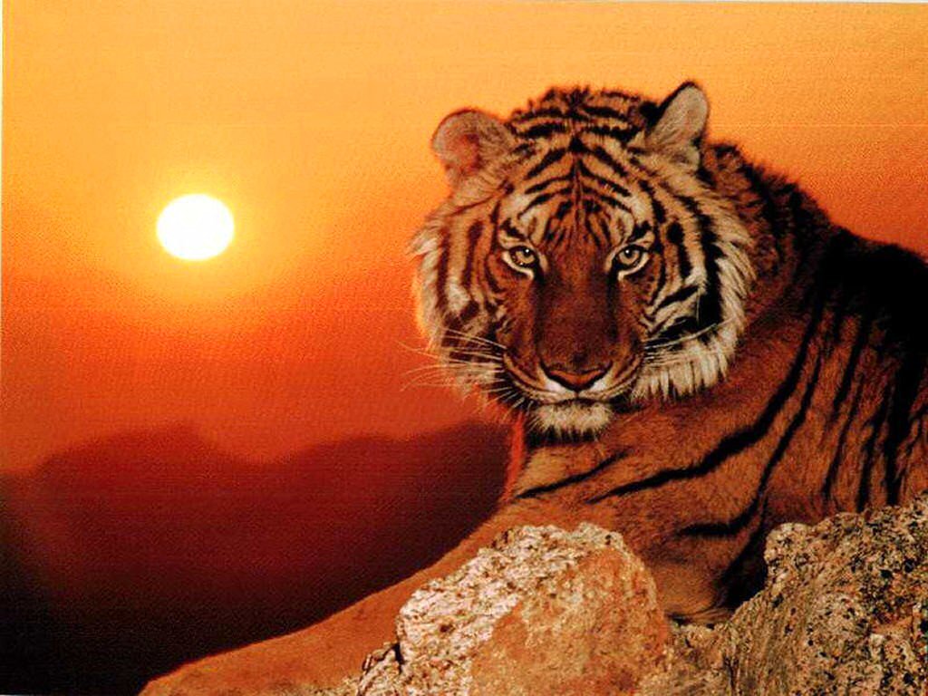 tiger.jpg