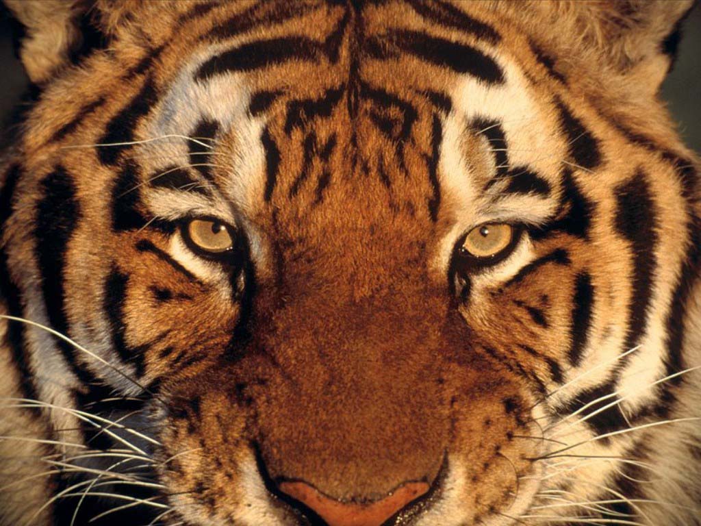 tiger2.jpg