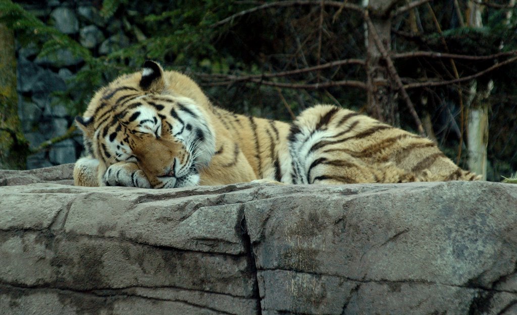 tiger782181.jpg